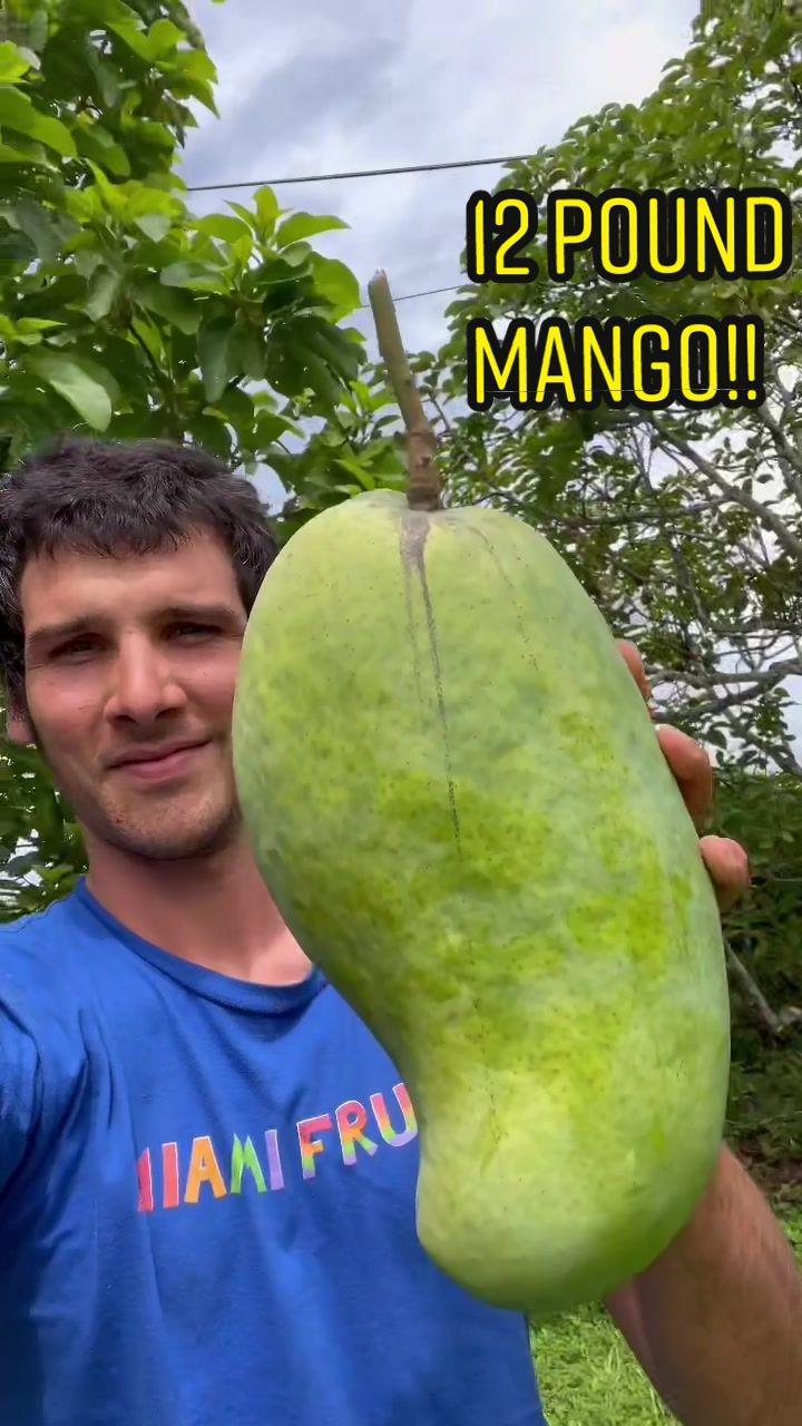 Have you ever seen one this big!? #🥭 #mango