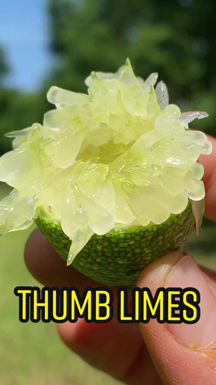 These aren’t finger limes!! They’re ✨thumb✨ limes 😆 #caviarlime #caviarlimes #satisfying #oddlysatisfying #strangelysatisfying