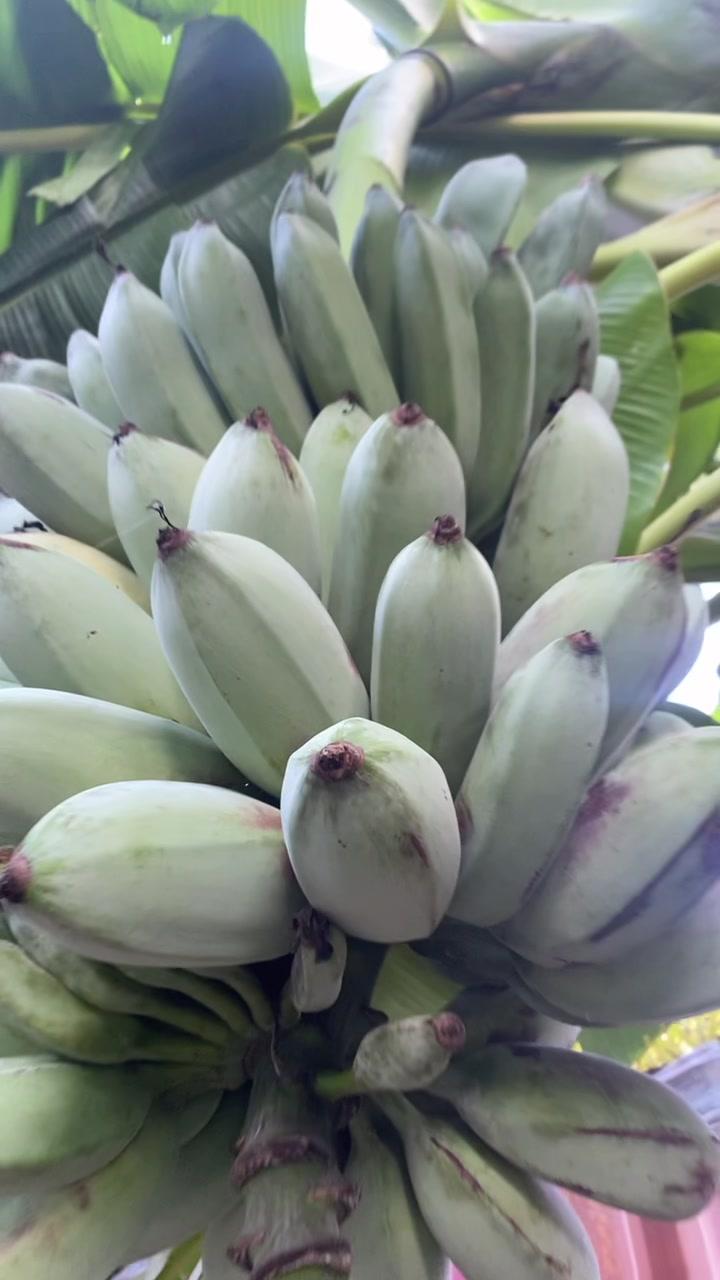 Blue Java bananas from flower to fruit 🍌 We have a very long pre order list.. thanks for your patience🙏 #bluejavabanana #icecreambanana