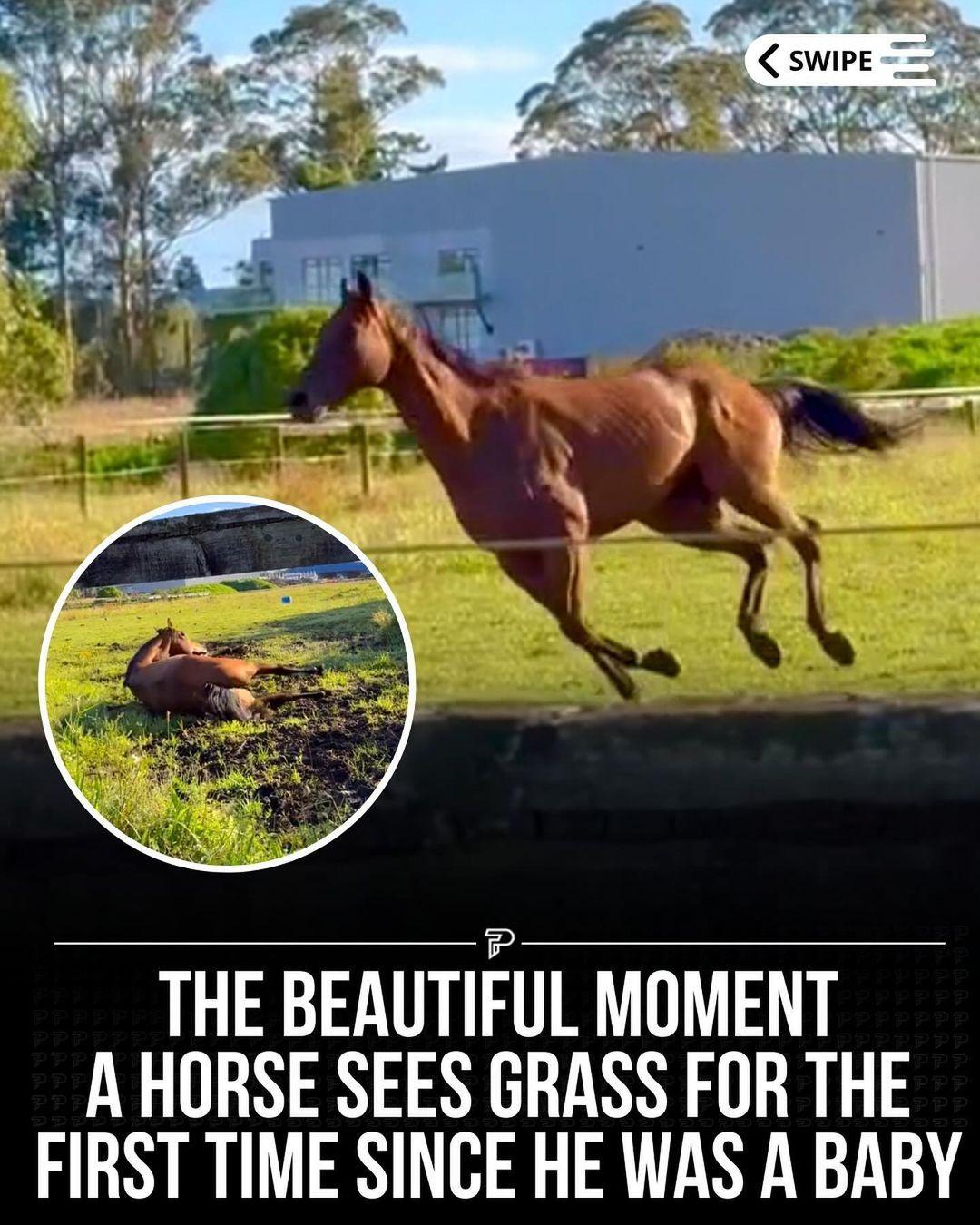 Swipe ⬅️ to watch the beautiful moment a horse is released to an open field of grass for the first time in 2 years. 🥹❤️

Via: @maija_vance