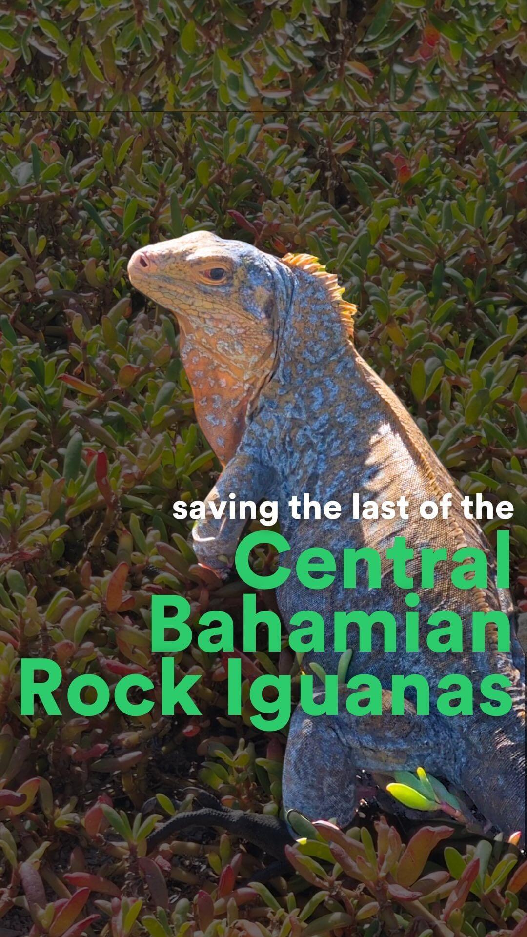 Saving the Endangered Central Bahamian Rock Iguana.

This striking species is threatened by invasive species and habitat loss and only remains on less than 1% of its former range in the Caribbean. 

@rewild and @faunafloraint have partnered with the @bahamasnationaltrust to create a five-year Conservation Action Plan to protect this species. Together we are committed to ensuring a future where the Central Bahamian Rock Iguana thrives once again. 

Hear from Giselle Deane, senior science officer, of The Bahamas National Trust on this endemic iguana species. #RewildTheCaribbean

The development of this action plan and the workshop was supported by Re:wild, Fauna & Flora and the Critical Ecosystem Partnership Fund under the project “Call to Action: Action Planning for Endangered Caribbean Species” (2023-2026), which aims to create enabling conditions for the recovery of priority threatened species in Antigua & Barbuda, The Bahamas, Jamaica, Saint Lucia, and St. Vincent & the Grenadines.

Video: Justin Springer, Re:wild Caribbean program officer 

#SavingNatureTogether @cepf_official @Worldbank @canari_caribbean