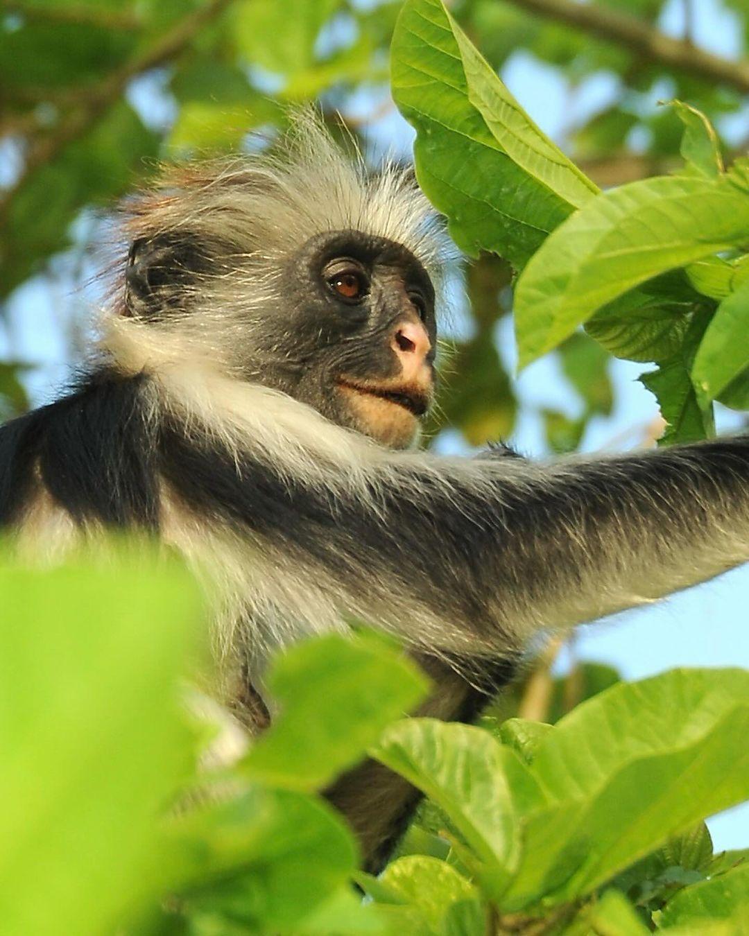 A new protected area has been established to safeguard the Endangered Zanzibar Red Colobus. Conservationists have worked for 7+ years on the archipelago of Zanzibar to make the Kidikotundu-Nongwe-Vundwe Reserve a reality. This protected area now protects roughly 500 individuals of this Endangered primate - representing over 10% of their entire global population.

Total population surveys over a number of years, assessed the abundance and distribution of the Zanzibar Red Colobus. This allowed conservationists to understand the need for additional protected areas and their locations. In addition to protecting primates, this reserve is home to the Critically Endangered Hawksbill Sea Turtle, Endangered Aders’ Duiker, Zanzibar Slender Mongoose, and Rufous Elephant Shrew.

Considered the most threatened group of monkeys across mainland Africa, red colobus are in dire need of conservation action. My organization, Re:wild, has worked with over 160 conservationists to develop a comprehensive Red Colobus Conservation Action Plan that addresses the most urgent needs for red colobus to ensure their survival. We are dedicated to preserving these primates and their forest habitats, helping shine a spotlight on efforts to protect them.

The creation of Kidikotundu-Nongwe-Vundwe Reserve was funded in part by @rainforesttrust, Margot Marsh, @thewcs, and @rewild.

Photo credit: Tim Davenport