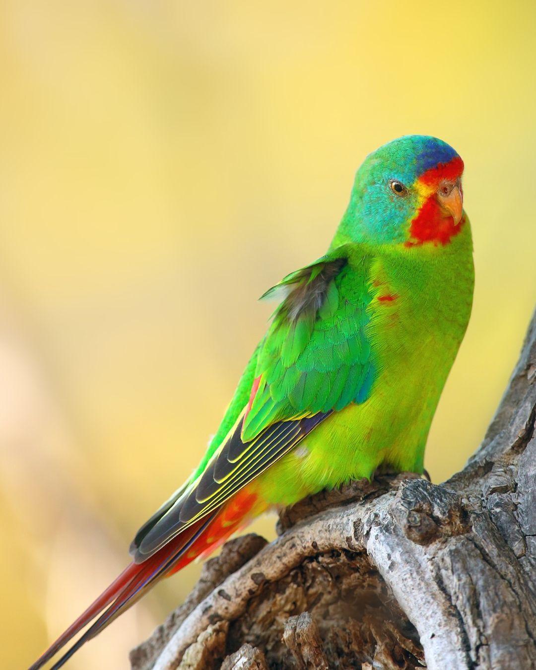 Australia Conservationists have won a temporary injunction to stop logging in the Tasmania nesting sites of the Critically Endangered Swift Parrot. Only an estimated 750 Swift Parrots remain, yet forest destruction has continued in their sole breeding sites in eastern Tasmania.

On January 31, the Tasmanian supreme court granted the injunction pending a hearing of the legal challenge brought by the @bobbrownfoundation. A recent report highlights the shocking scale of ongoing destruction, despite the recommendation from the IUCN Red List of Threatened Species to halt logging of native forests where these parrots nest.

The Australian government has promised that it will prevent any new extinctions. Conservationists continue to encourage them to uphold their zero extinction commitment. The only way to protect the Swift Parrot, and hundreds of other threatened Australian forest species, is to end native forest logging across Australia and Tasmania.

Join my organization @rewild and pledge your support to protect the remaining breeding habitat of Swift Parrots in Tasmania - link in bio.

Photo credit: Karel Bartik / Shutterstock

#Rewild #SaveSwifties #BobBrownFoundation #TheForestsPledge #EndNativeForestLogging #FightForForests #ProtectNativeForest