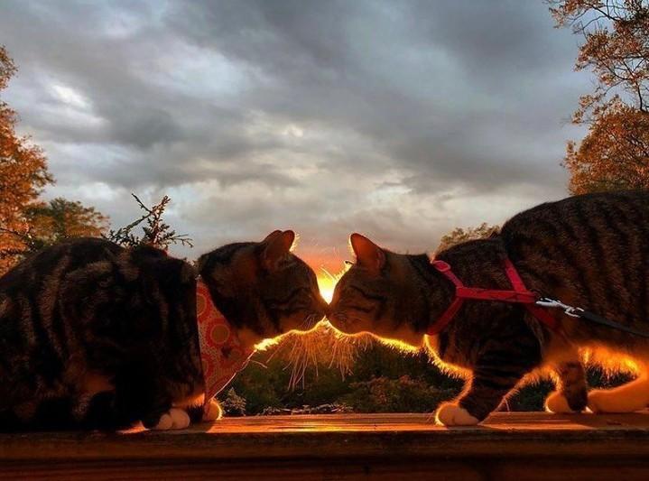 Who’s got a special someone this Valentine’s Day? 😍

📷@nh.adventure.cats

#meowed #nhadventurecats #Possum #Toothpaste #valentinesday #valentinesday2022 #bemyvalentine