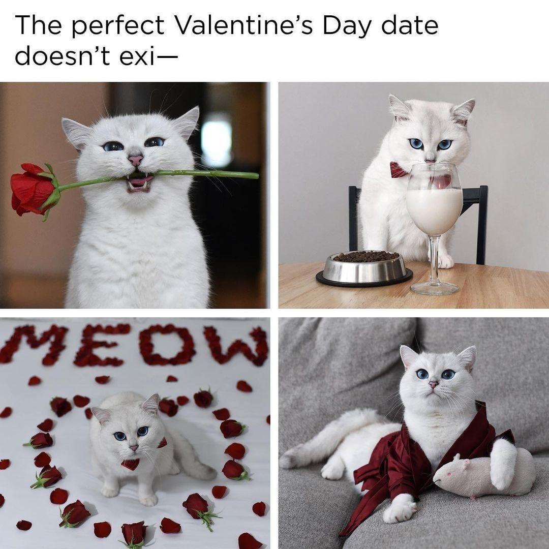 And they say chivalry is dead.

📷@cobythecat

#meowed #cobythecat #BeMeowValentine #fluffycat #dating #💝 #valentines2022