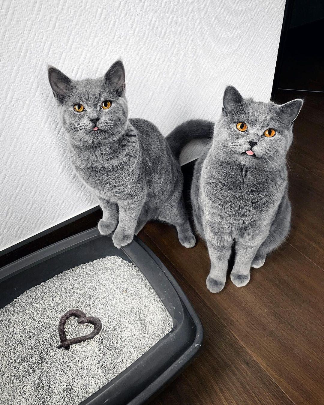 Hey hooman! Happy valentines day. We 🤎 you!

@mochithecatto

#meowed #BeMeowValentine #Valentines2022 #valentinesday #iloveyou