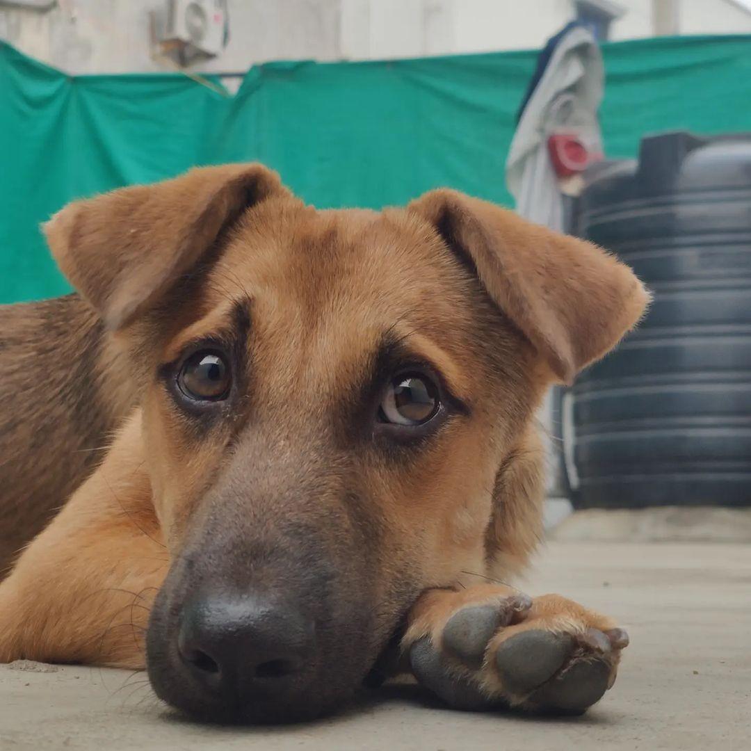 
 Hello people
I'm Goldie
I'm very sweet and friendly with everyone all I need is hooman and food. Loves to get pampered 
@rashmigautam have rescued me from streets all my siblings died I'm the only one Survived from the litter.

I'm looking for a good home where I can be loved forever 🥰💖

If your reading this please come forward and adopt me or share this post and help me find my home✨

To adopt me WhatsApp or call on +917842227344

 #adoptindies #adoptdontshop #indiesarethebest #rescued #compassion #adoptionsaveslives 
 