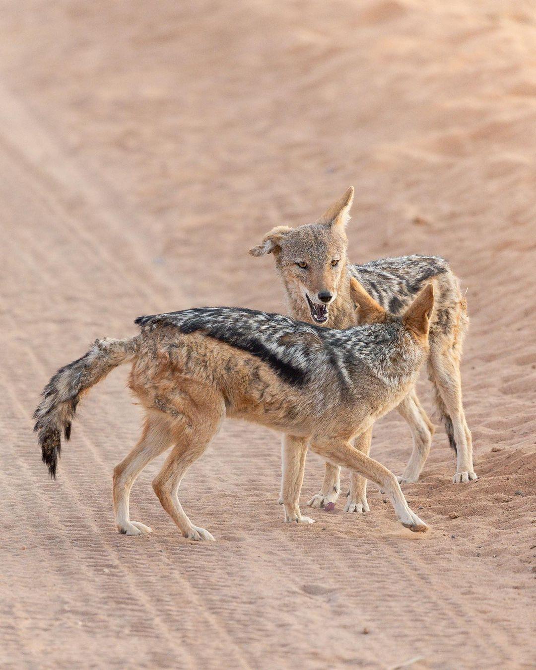 class="content__text"
 Playful black-backed jackals 😊

The black-backed jackal typically lives in pairs or in small family groups consisting of a mated pair and their offspring. Each family group tends to have a strict dominance hierarchy, with the breeding pair at the top. 

Mated pairs from strong bonds stay together for life. 
 