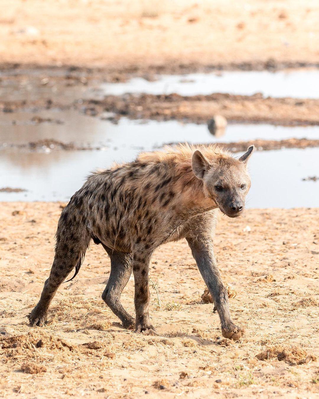 class="content__text"
 Face to face with Spotted Hyenas 😬

Hyenas are more than purely scavengers. They are strong, smart, resilient and great hunters whether alone or in their clan groups.

Swipe left to see where this Hyena is headed &gt;&gt;&gt; 
 