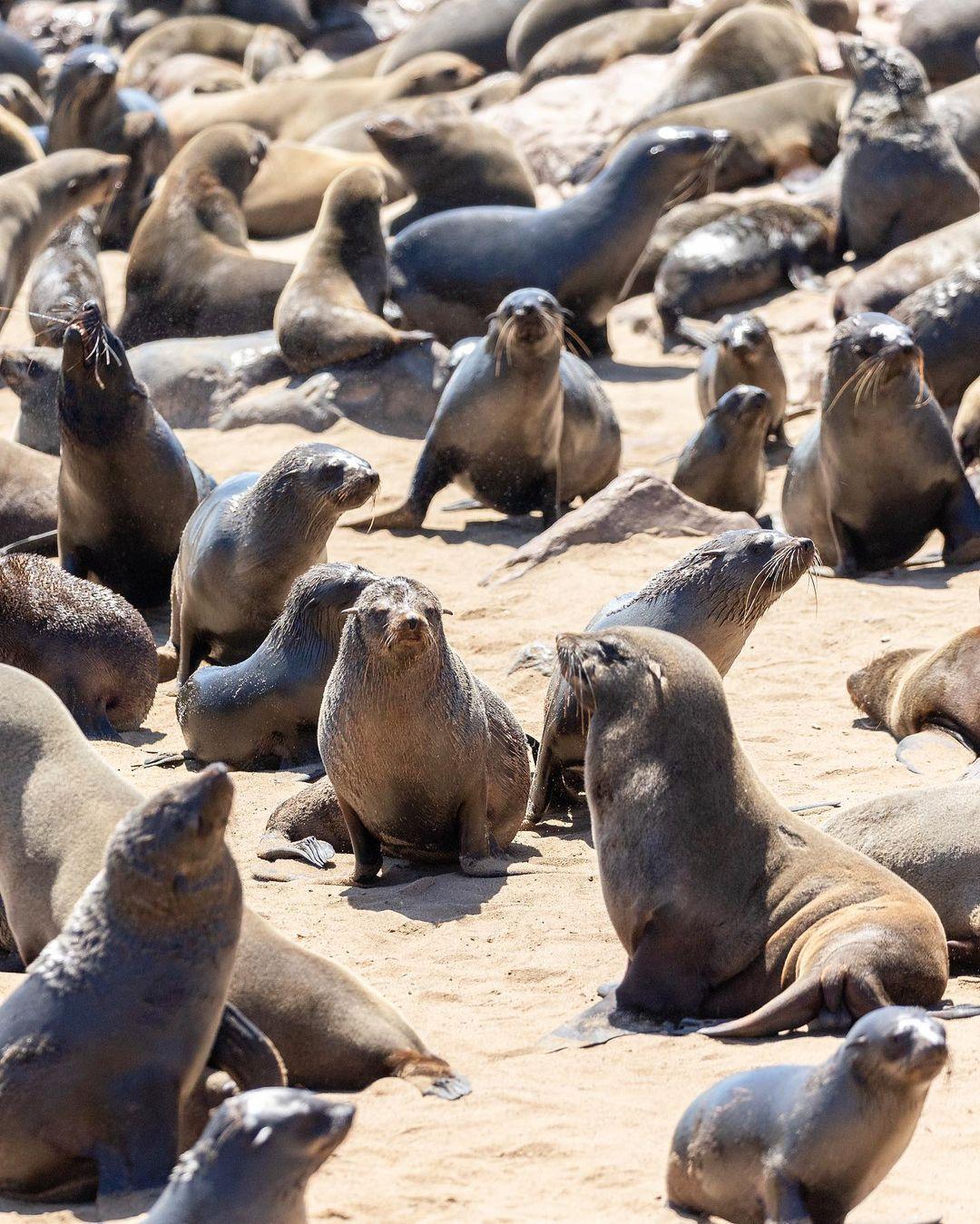 class="content__text"
 Paying a visit to the largest seal colony in the world! Approximately 200.000 wild seals live here 🦭 
 