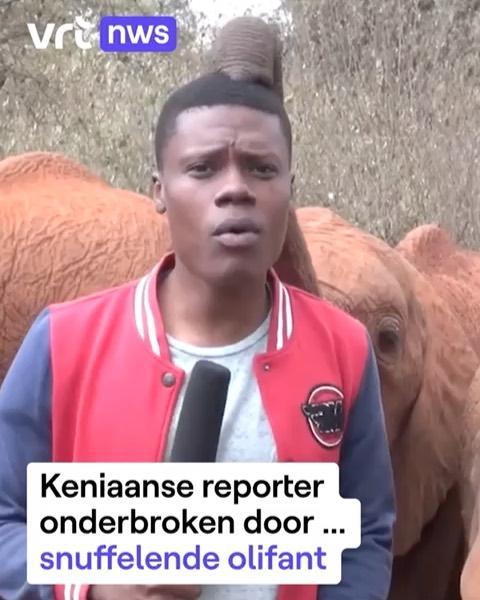 
 Jij wordt op je werk misschien weleens afgeleid door je collega’s, maar de Keniaanse journalist Alvin Kaunda werd gestoord door … een speelse olifant. Kaunda was een reportage aan het maken over de verzorging van olifantenweesjes toen plots een babyolifant de show stal. De kleine olifant snuffelde voor de camera aan het hoofd van de journalist met zijn slurf. Het lukte Kaunda een tijdje om serieus te blijven, maar toen de olifant ook aan zijn neus begon te kriebelen, barstten hij en de crew in lachen uit. Swipe! #vrtnws

 #nws #nieuws #olifant #kenia #reporter #snuffel #slurf 
 