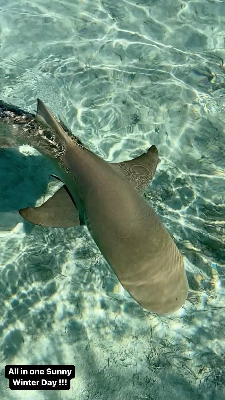 class="content__text"
 Bimini never ceases to amaze me !!! Even though the days are short this time of year you can still have all these experiences you n one boat ride ! @biminiscubacenter@biminisharkgirl@sharkeducation@bimini_big_game@oznola187 #bimini #sharks #turtles #mangroves #sapona #homemoon #babyshark #wanderlust #travel #bucketlist #bahamas #eco #ecotour #itsbetterinthebahamas #mlk #reef #reefsharks 
 