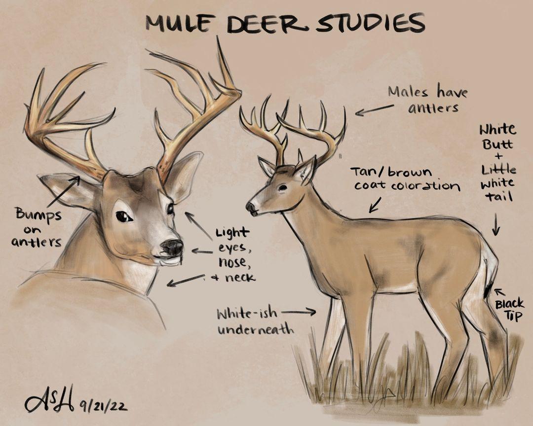 class="content__text"
 “This is an anatomical study of a mule deer. I wanted to understand the coloration and definable features of the animal, in order to best create a hybrid of it. I also did anatomical study of a mourning dove. This research was for a creature I later designed, that combined a mourning dove and a mule deer, creating a Peryton.” Shout out to Anna Haszelbart on this piece! Make sure to give the artist a follow @annasageillustration . 
 