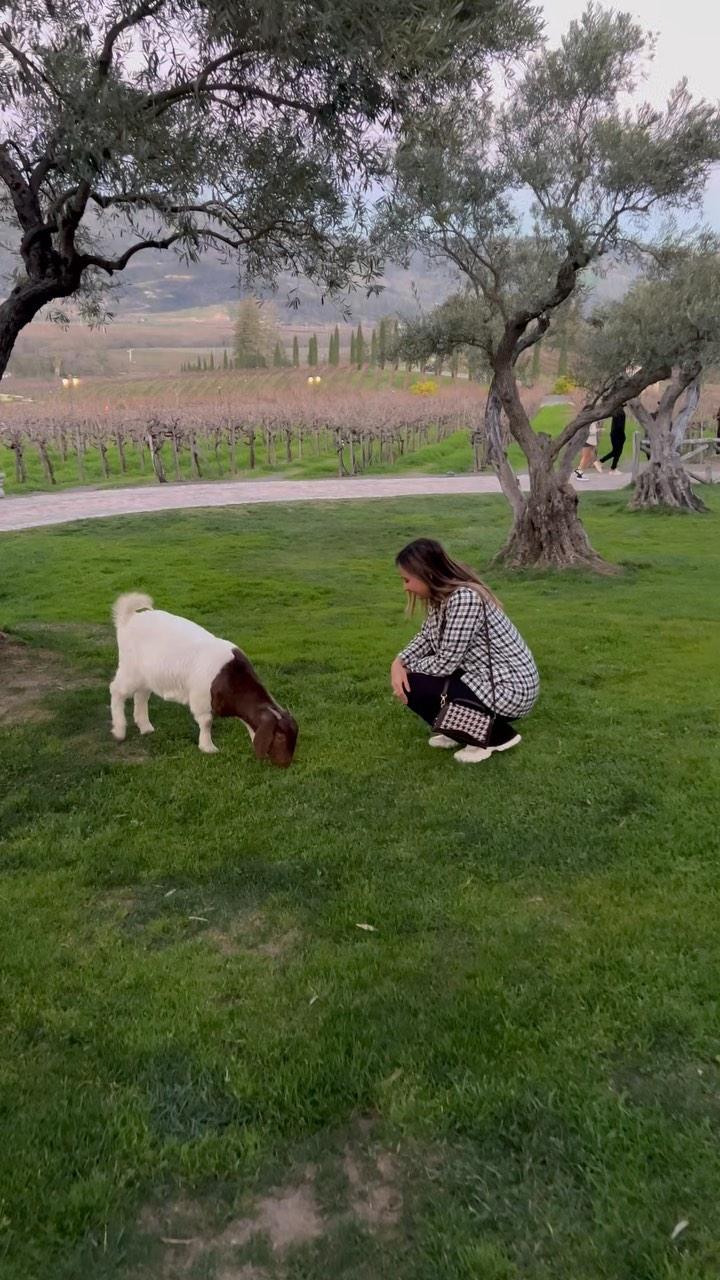 class="content__text"
 My love for animals ♾️ 
Also everyone meet Giacomo 🐏, the most photographed goat in the world.
🤍
🤍
🤍 
 #napa #napavalley #castellodiamorosagoat #california #sanfrancisco #castellodiamarosa #castellodiamorosawinery 
 