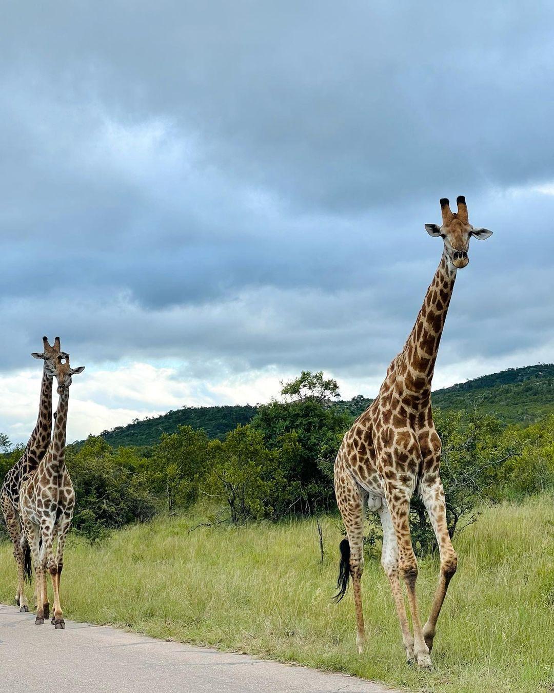 class="content__text"
 Another lucky #gamedrive with @jocksafari ranger Jacob “bad driver “ 👌🏻 the best 
🦒🦓🤩

 #krugernationalpark #giraffes #wildlifeperfection #safarilife 
 