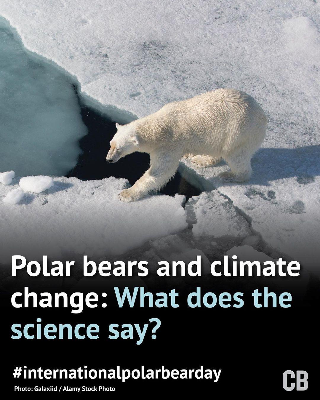 class="content__text"
                        On  #InternationalPolarBearDay, take a look at Carbon Brief's interactive, exploring how the iconic species is affected by climate change.

Swipe right for more ➡️

📲 Link in bio

 #internationalpolarbearday #polarbear #climatechange 
 