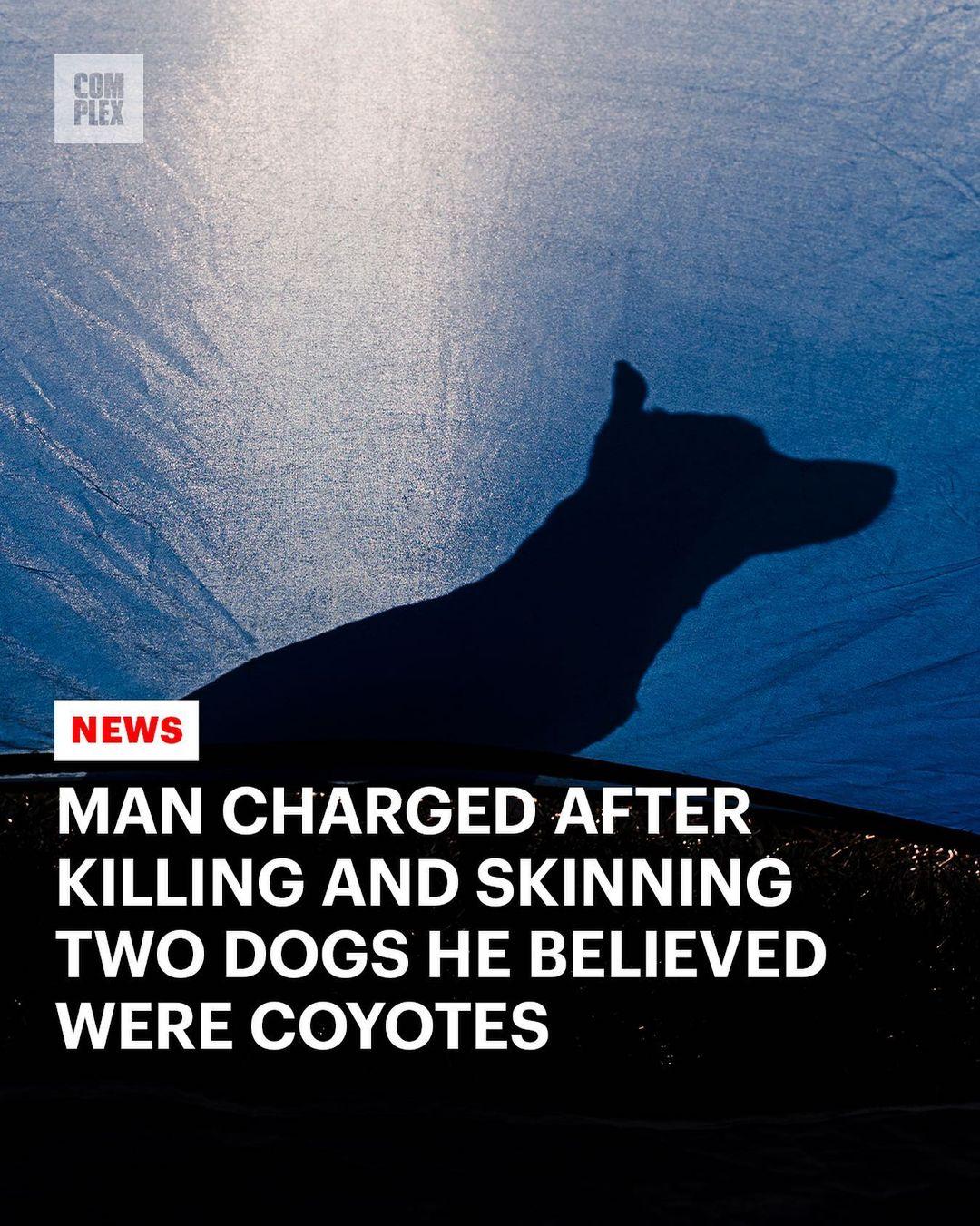 class="content__text"
 61-year-old hunter Michael Konschak has been charged after he admitted to killing and skinning two German shepherds he believed were coyotes. Full story 🔗 link in bio. 
 