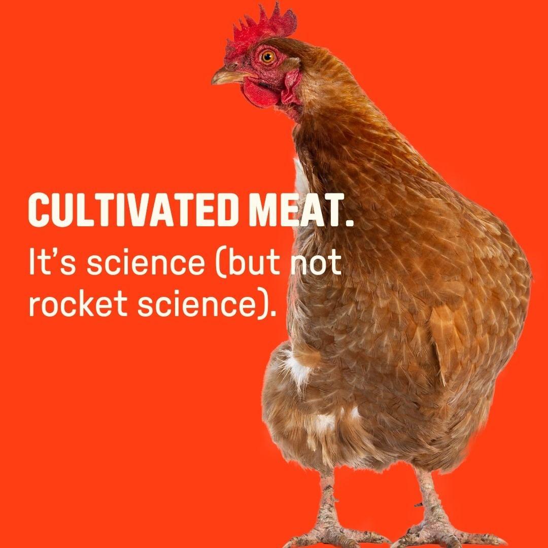 class="content__text"
 Cultivated meat. It’s science (but not rocket science). Read on to learn about our process.

Rather than raising whole chickens, pigs, or cows, we grow only the meat we want to eat—directly from real animal cells. At scale, it will be a more humane and future-friendly way to grow high-quality food for meat lovers everywhere.

We do this in four steps:

01 SOURCE
The process begins by taking a small amount of cells from an animals. We created our first product, chicken, from a fertilized heritage-breed chicken egg

02 SELECT 
Our team selects the best cells – based on their ability to consistently and efficiently produce safe, high-quality meat – to develop a cell line. 

03 CULTIVATE
We kick off the cultivation process by placing cells from a selected cell line into a cultivator and feeding them with a blend of nutrients, which includes water, sugars, amino acids, vitamins, minerals, and salt. As these small batches of cells, called seed trains, multiply, we increase the size (and/or number) of the cultivators to give them more space to grow. 

04 FORMULATE
After two to three weeks, our meat is ready for harvest. We remove it from the cultivator(s) and separate it from the cell feed. We then take this harvested meat and (in the case of our first product) mold it into the shape of a chicken filet. Other products may be seasoned, breaded, or otherwise formulated before they are refrigerated or frozen and packaged for distribution...Next, our products are either refrigerated or frozen and packaged for distribution. Now all that’s left is to cook, eat, and enjoy!

 #UPSIDEFoods #CultivatedMeat #FoodInnovation 
 