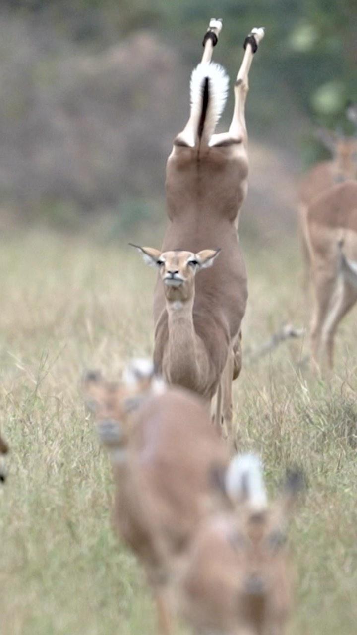 Impalas stotting 🦌

by @rosscouperphoto & @singita_

follow @ifyouhigh