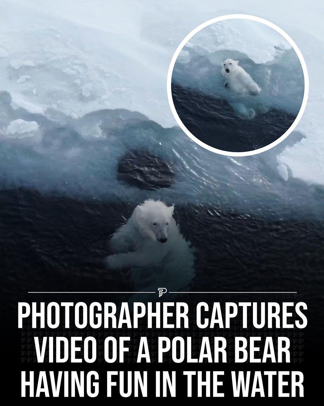 Swipe ⬅️ Even polar bears have a playful side 🐻‍❄️

(Via: @florian_ledoux_photographer)

Follow @pubityearth for more content like this ❤️

-
#polarbear #ice #wildlife #wild #playful #pubity #photography