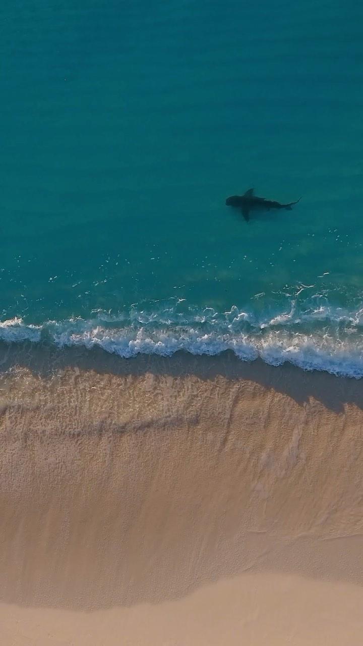 class="content__text"
 There is a good chance if you have been in the ocean you have swam with a shark! Bull sharks cruise the beach around sunset searching for prey. We are not on their menu !!! Filmed on a Mavic 2 pro. @sharkeducation@underwatercameraman@natgeo@biminiscubacenter@rocktheocean@bornofwater@natureismetal@nature_caribbean@thequalifiedcaptain@naturescentre@wildlife #dji #drone #bull #bullshit #bullshark #beach #travel #wanderlust #wildlife #nathistory #drones #mavic2pro #sharkbeach #sharkeducation #bahamas #florida 
 