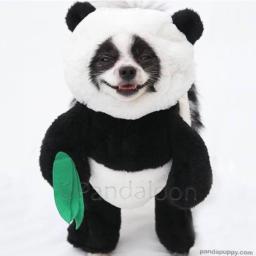 Huxley The Panda Puppy🐼🐶(Pandaloon