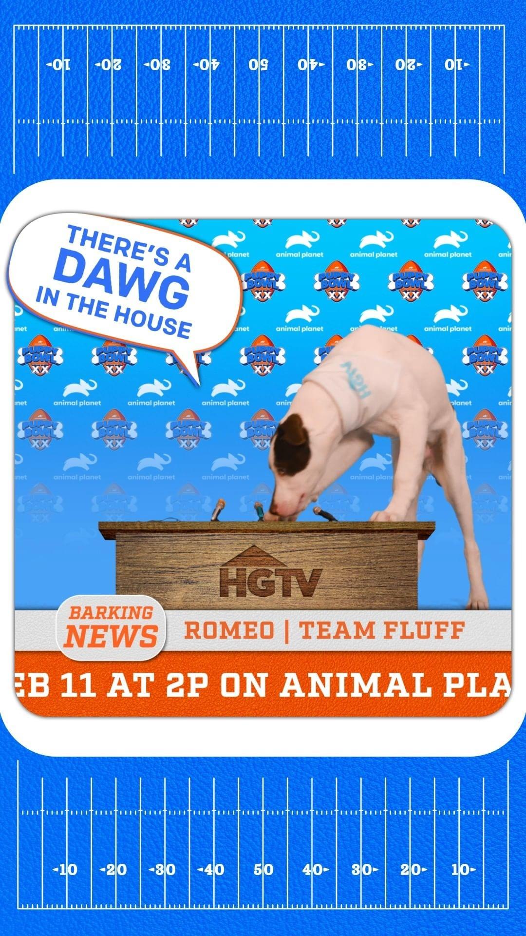Let's go, Romeo! 🏈 🐾 

Don't miss #PuppyBowl XX today at 2p ET on @animalplanet.