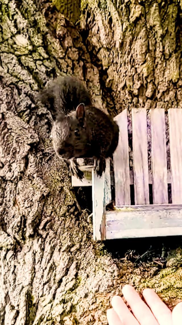 This baby squirrel lost her home when her tree was cut down — now she has her very own tree with a tiny bench and all the snacks she wants 💛 (🐿: TikTok/queenlizzy22)