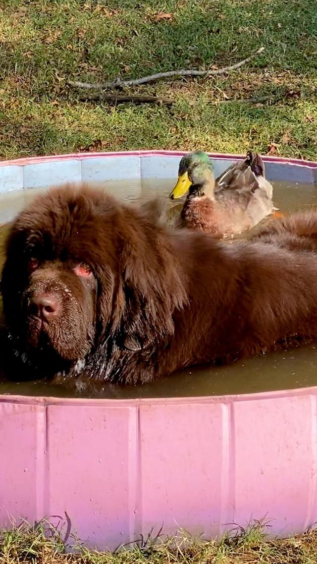 Duck waits outside the window for his 153-pound dog best friend to come out — and flaps his wings so hard with excitement when he finally does! ❤️ (🐶🦆: @adventuresofbissandolee)