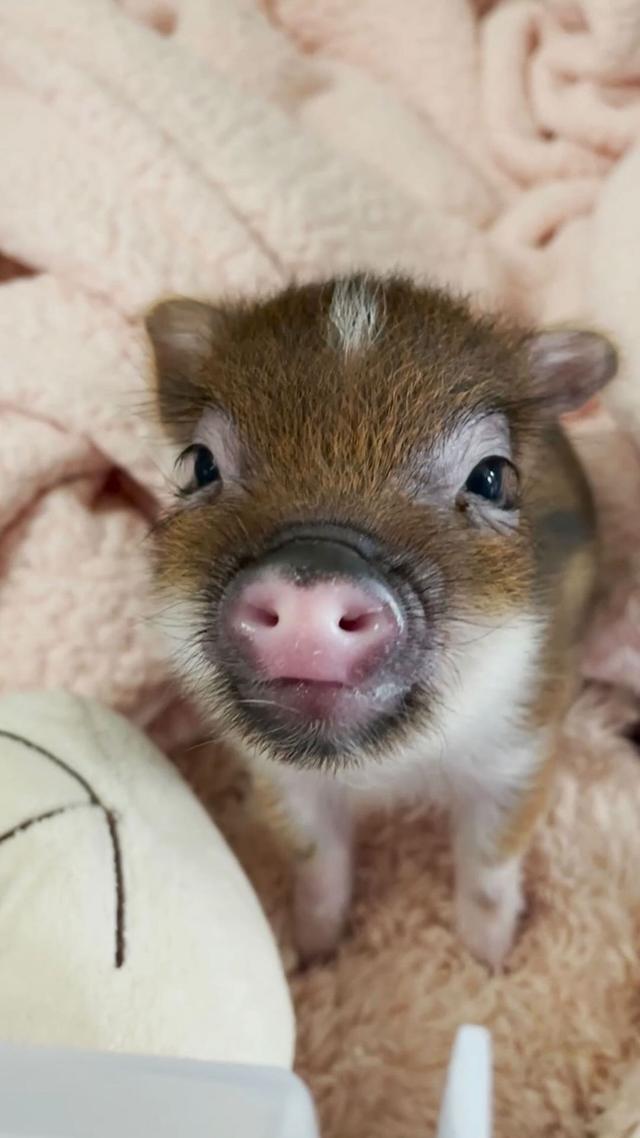 Blueberry 🥰🫐 (🐷: rescued by @emilierackovan, special thanks to @kaywebs and @tiny_hooves_sanctuary; keep up with Blueberry in his forever home at @ellymayfarm)