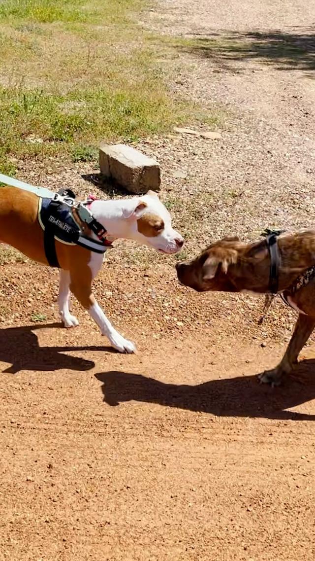 Two skinny pitties were found living under a table together — and when they reunited a year after their rescue, they immediately recognized each other ❤️ (🐶: @sidewalkspecials)