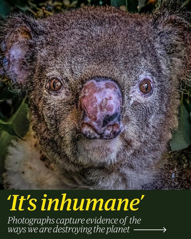 
 This koala, named Flash by his rescuers, was found suffering from severe burns and trauma after a bushfire in New South Wales, Australia.

More extreme weather patterns and higher temperatures caused by climate change are increasing the risk of bushfires in the country.

The picture is just one of the many featured in The Evidence Project - a campaign by some of the world’s leading photographers containing their firsthand proof of the impact of global heating and biodiversity loss.

They hope these images will provoke governments, businesses, opinion leaders and consumers to initiate the changes required for a safe and sustainable future for all life on Earth.

Do you have an image that resonates with you most?

All photographs via the Evidence Project:
1. Douglas Gimesy (@doug_gimesy)
2. Arturo de Frias(@arturodefrias)
3. Helle &amp; Uri Golman(@we_are_project_wild)
4. Charlie Hamilton James (@chamiltonjames)
5. Gregg Segal (@greggsegal)
6 + 10. Britta Jaschinski
7. Ami Vitale (@amivitale)
8. Steve Winter (@stevewinterphoto)
9. Brian Skerry (@brianskerry)

Captions by Keith Wilson.

 #Photography #Photogallery #wildlife #conservation #climatecrisis #climatechange #animals 
 