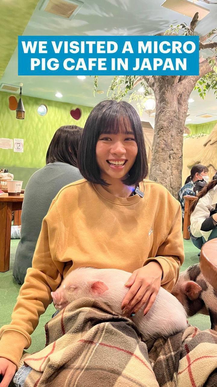 class="content__text"
 Petition for @brendatjy to actually adopt a pig 🐷🤭 #TSLgoesJapan #ReelsSG⁣⁣
⁣⁣
Be prepared to be swarmed by friendly micro pigs and snap countless IG-worthy pics at Japan’s first micro pig cafe! ⁣
⁣
📍 Mipig Cafe Harajuku⁣
Jingumae 1-15-4, Shibuya-ku, Tokyo 
 